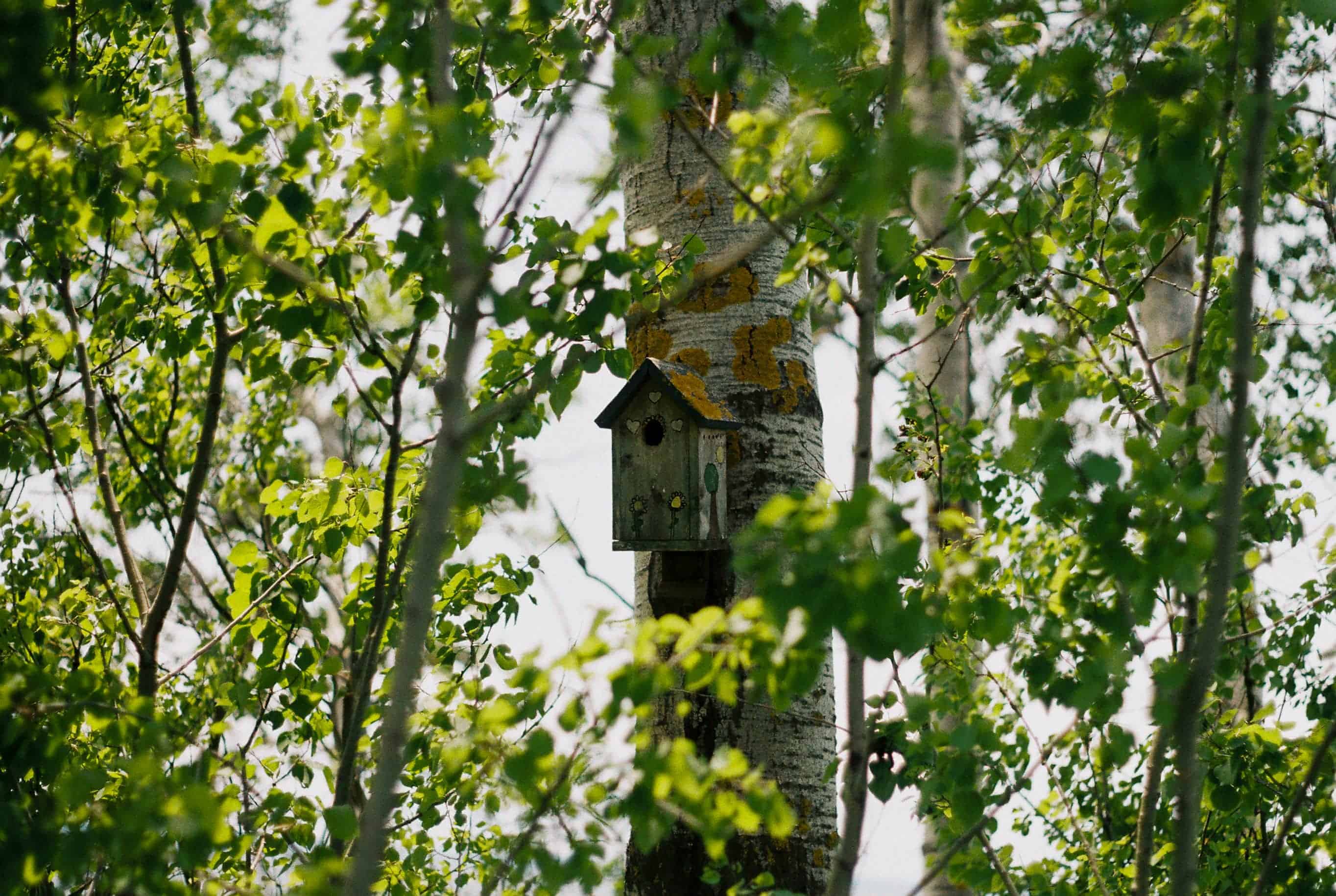 Birdhouse • Gaspesie, QC • June 2025